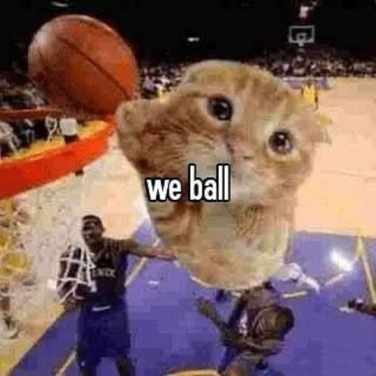 CATBALL2.JPG