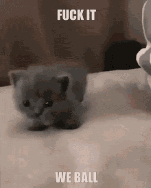 A kitten captioned Fuck It We Ball